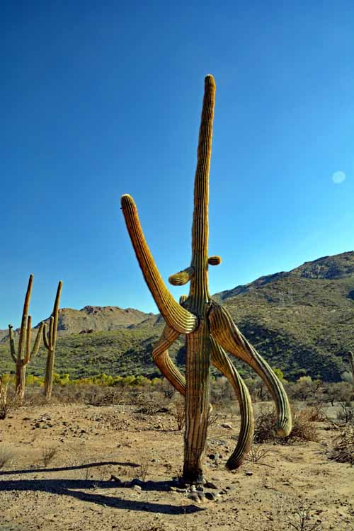 burned saguaro